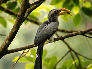 Thattekkadu Bird Sanctuary