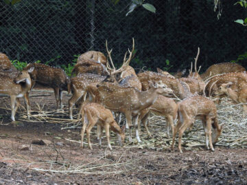 Abhayaranyam Zoo