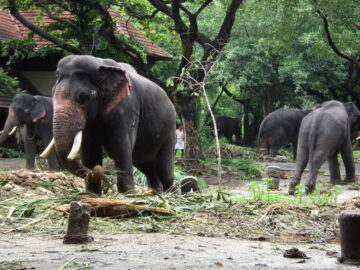Kodanad Elephant Training Centre